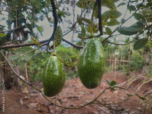 Bild auf Leinwand avocado on the tree