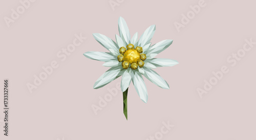 Edelweiss Bloom Alpine Star Isolated on Soft Pink Backdrop