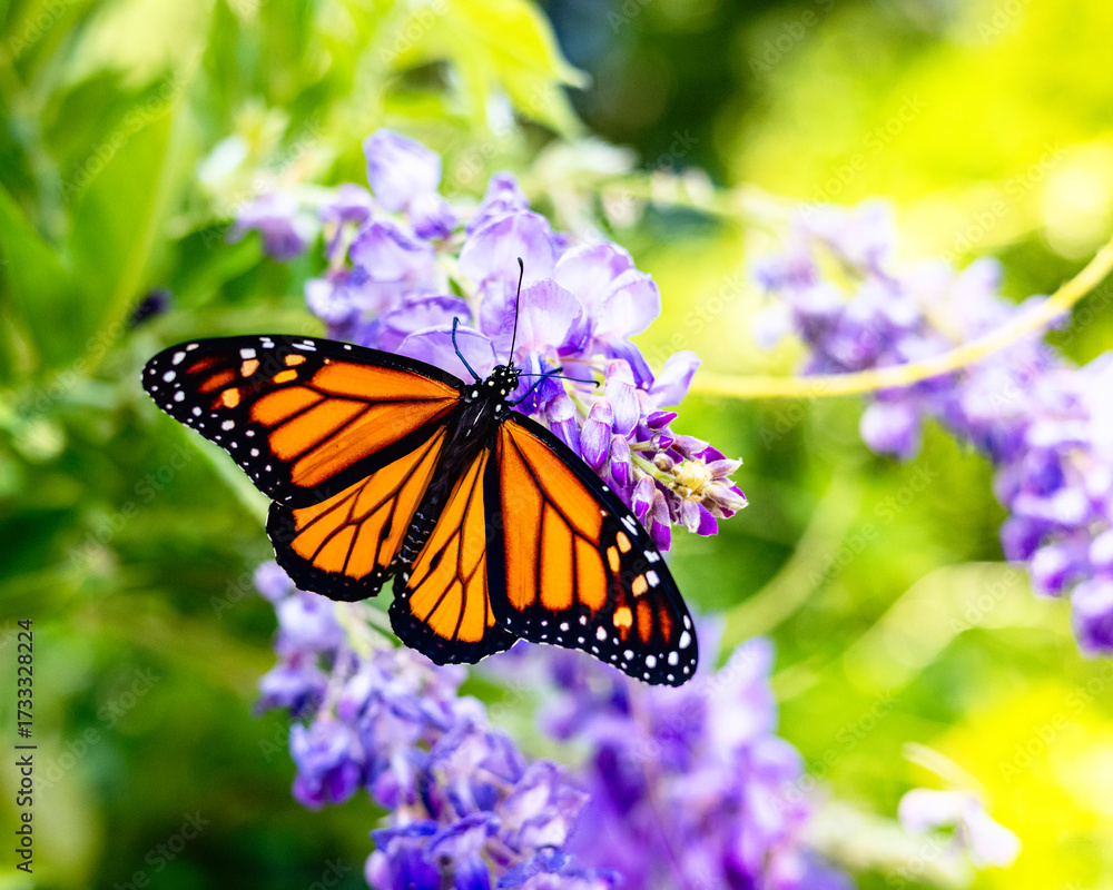 Obraz premium Butterfly on Wisteria