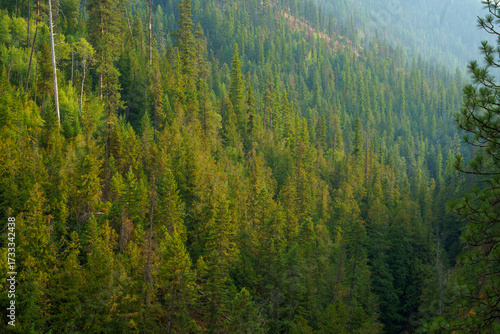 Callahan Creek Trail