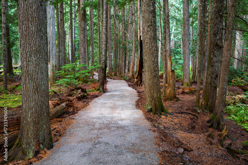 Ross Creek Cedars Nature Trail 405