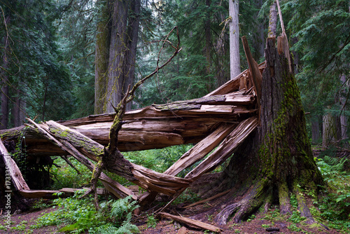 Ross Creek Cedars Nature Trail 405