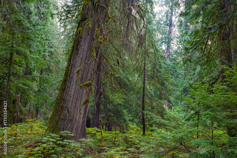 Obraz premium Ross Creek Cedars Nature Trail 405