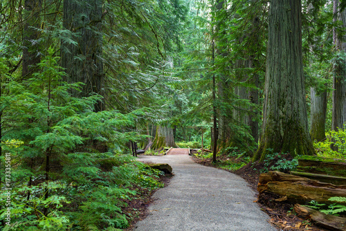 Ross Creek Cedars Nature Trail 405