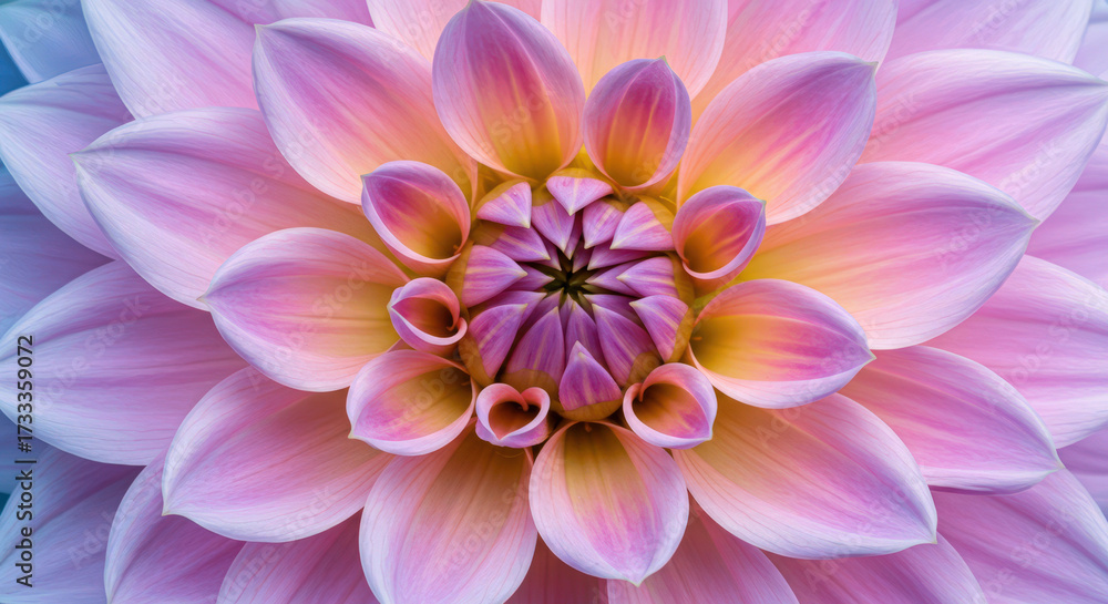 Fototapeta premium Radiant Dahlia Blossom Unveiling Nature's Intricate Geometry A Symphony of Pink Yellow and Purple Hues in a Captivating Floral Display Close Up Beauty
