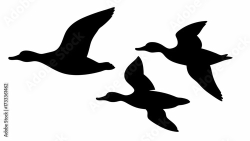 Dynamic flock of three ducks flying in formation, capturing freedom and nature's beauty