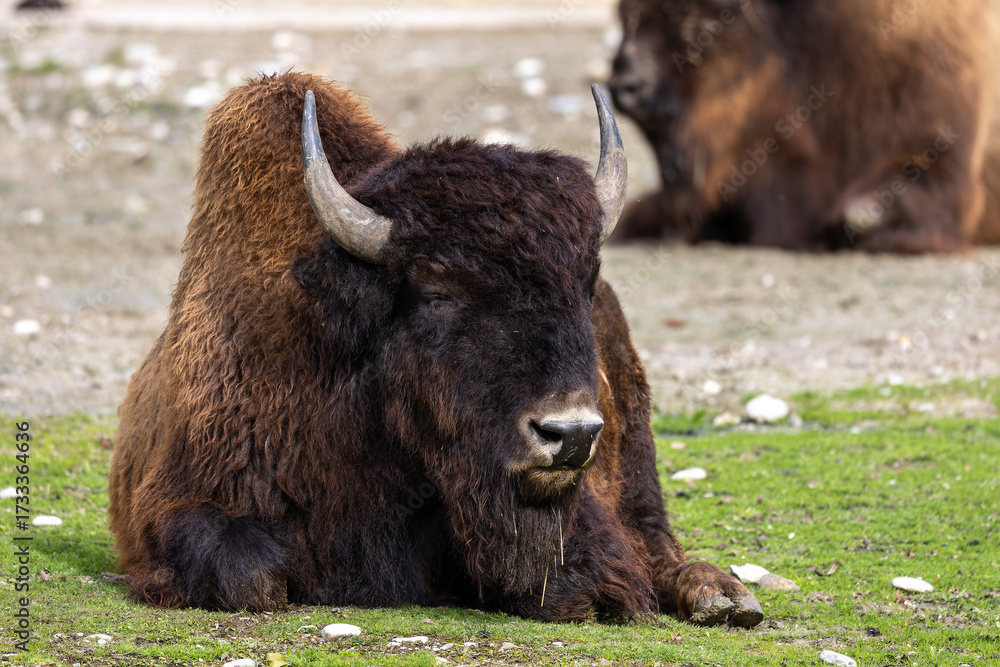 Fototapeta premium American buffalo known as bison, Bos bison in a german park