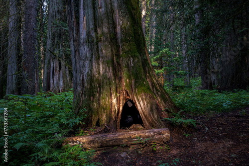 Ross Creek Trail 142