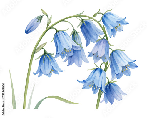 Watercolor Bluebell Flower Painting isolated on white background