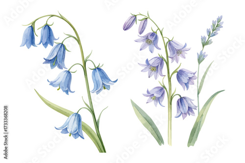 Watercolor Bluebell Flower Painting isolated on white background