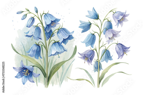 Watercolor Bluebell Flower Painting vector illustration