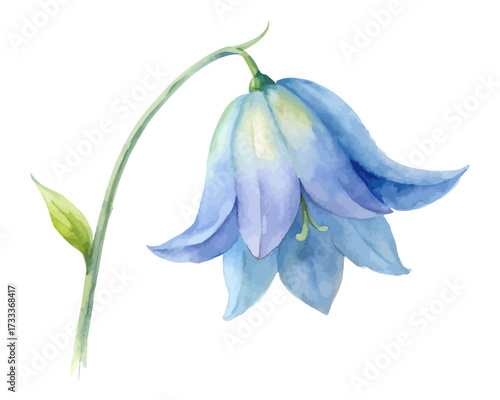 Watercolor Bluebell Flower Painting isolated on white background