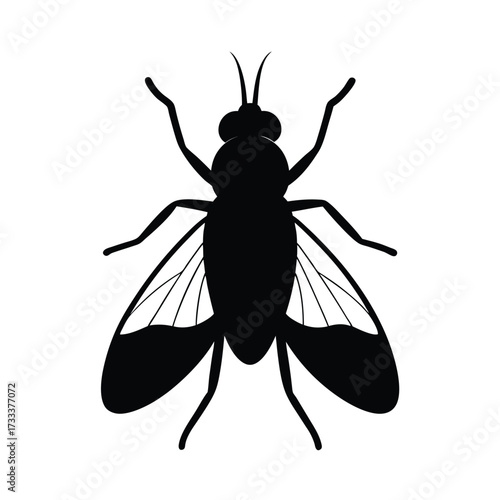 Fruit Fly Silhouette
