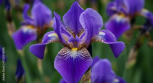 Close up of vibrant purple iris flower with detailed petal patterns