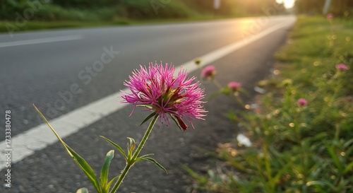 Pink flower blooms roadside with sunlight and blurred highway background
