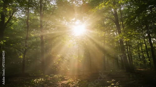Sunlight Streaming Through Forest Canopy During Daytime