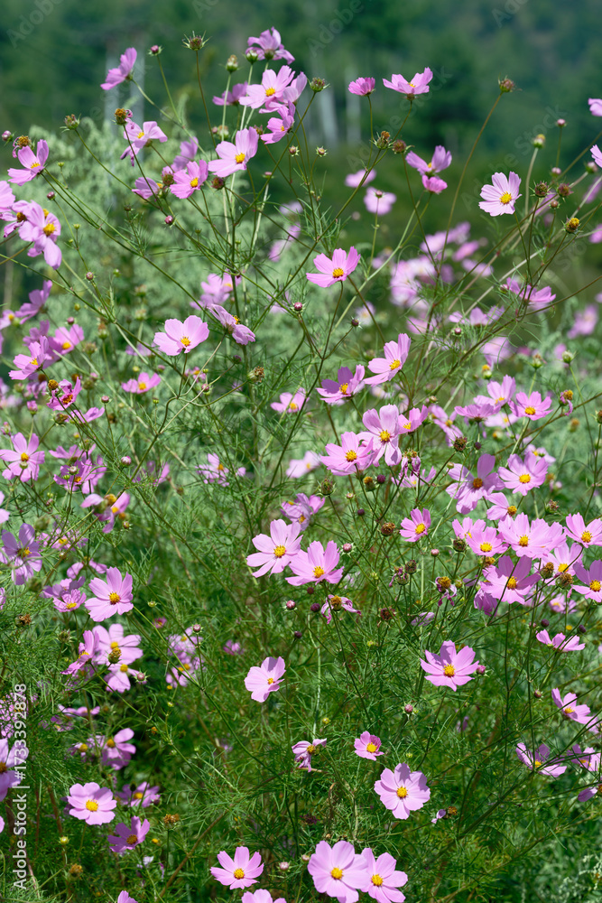 Naklejka premium Colorful Cosmos Field with Soft Green Blurred Background