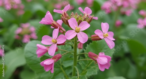 Wallpaper Mural Pink wildflower blossoms in close up against blurred green foliage background Torontodigital.ca