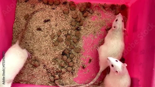 albino rats in a cage for scientific experiment