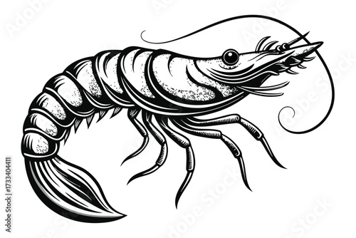 crayfish on a white background