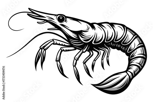 crayfish on a white background