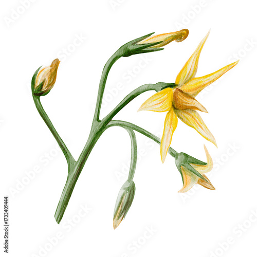 Tomato flower. Branch with small yellow buds and flowers. Sharp petals and thin stems. Botanical illustration isolated from the background. Watercolor. Hand drawn.