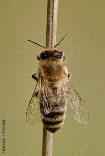 Honey bee sitting on a dry stem of grass. View from above, close up