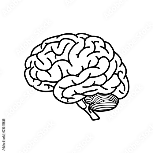 The Human Brain