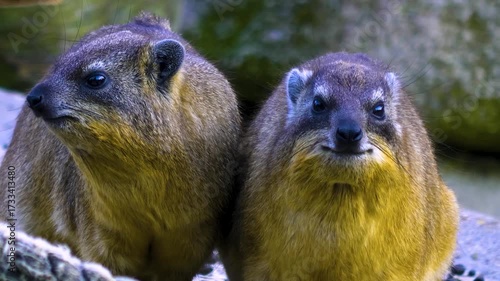 Close up of two hyrax sitting on a rock and looking around on a sunny day