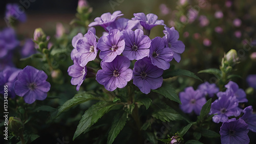 lovely purple flower photo