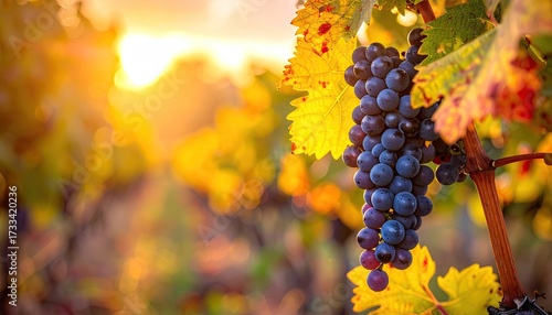 Close Up of Ripe Dark Blue Grapes Hanging on Vine Illuminated by Golden Sunset Light in Vineyard with Blurred Rows and Warm Atmospheric Glow