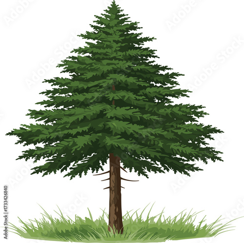 Tall evergreen pine tree illustration, forest green tree with branches and needles, isolated conifer tree, nature graphic for landscapes, environment, outdoors, botanical design