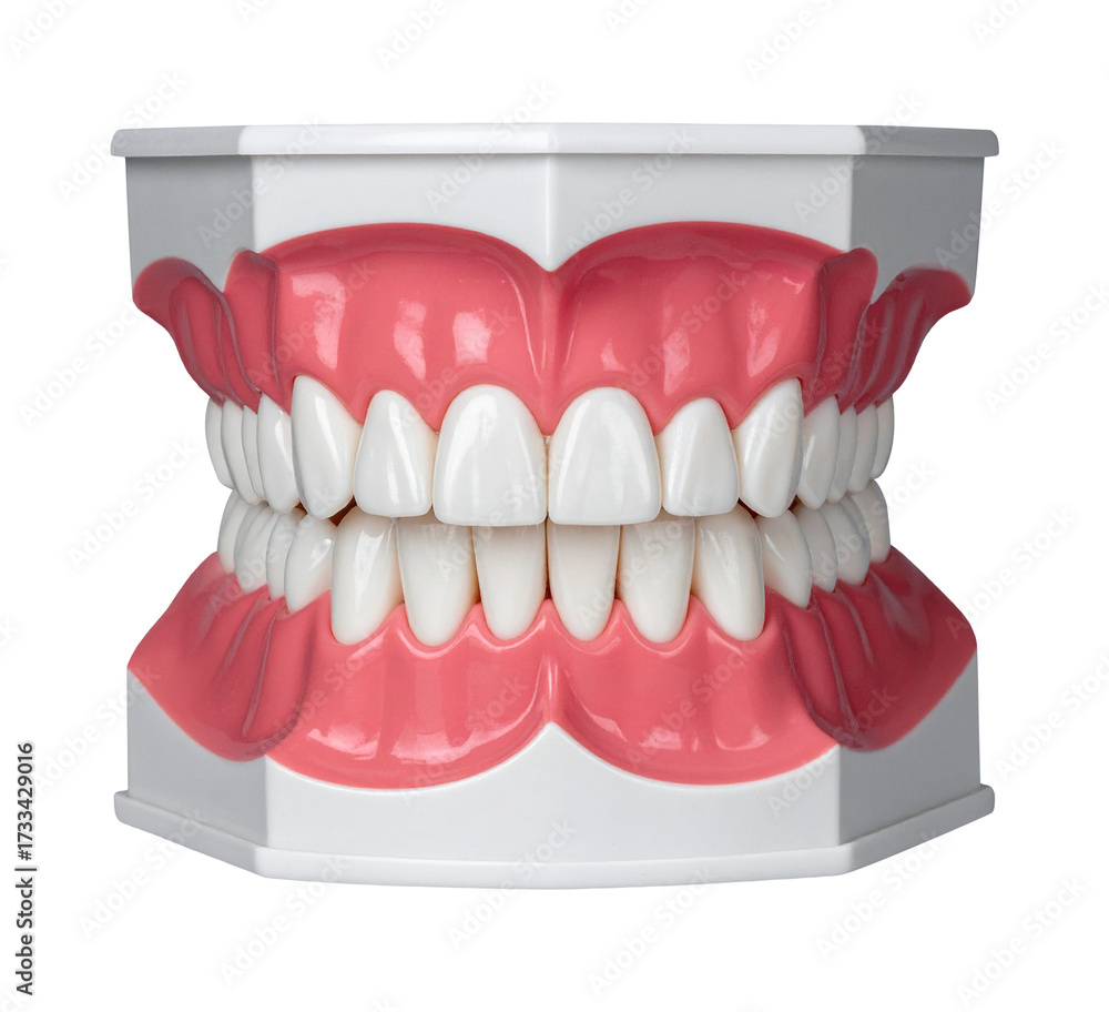 Obraz premium teeth and palate dental isolated object