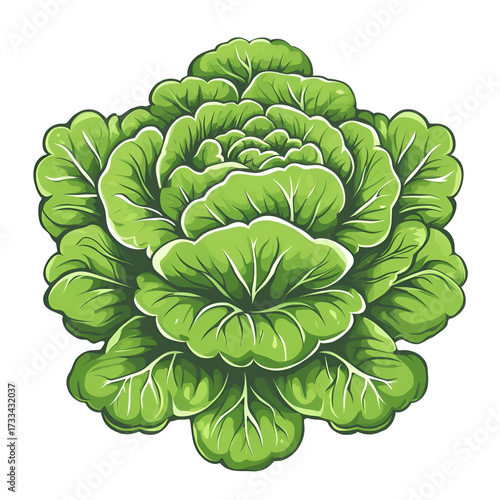 Green lettuce head image