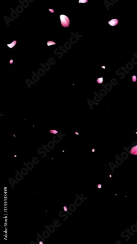 Falling cherry blossom petals gracefully against a black backdrop, creating a serene and elegant scene