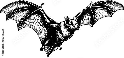 Dramatic flying bat in vintage sketch style captures spooky Halloween spirit and nighttime mystery for chilling designs