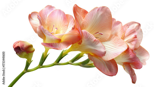 Close-up of three peach-toned freesia flowers, buds, and stem, isolated on transparent background
