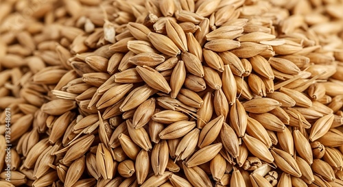 Barley Grain Close Up View.