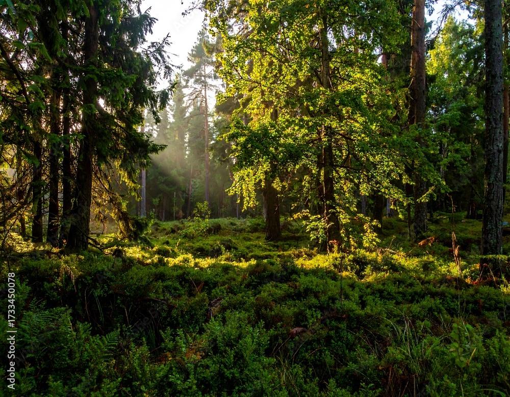 Fototapeta premium Sunlight streams through a mossy forest (1)
