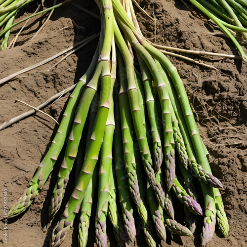 Fasciculated roots of Asparagus racemosus  called shatavari in Sanskrit. These roots are used medicinally as a tonic for improving strength and lactation.