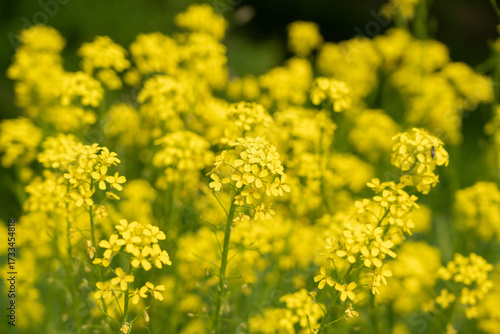 Turkish wartycabbage yellow wild flowers Bunias orientalis, hill mustard or turkish rocket flowers