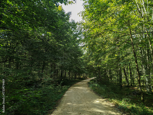 Camino atravesando un bosque frondoso