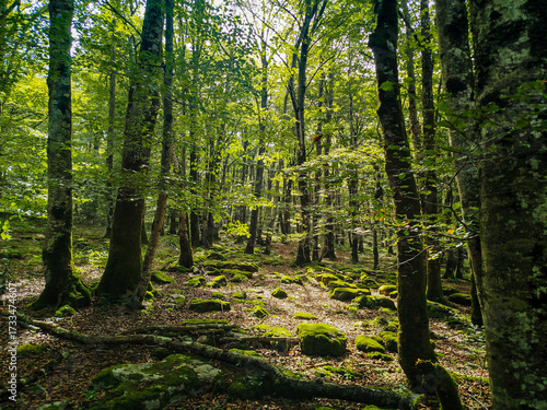 Bosque con musgo verde de los alrededores del Salto del Nervión (Burgos)