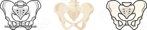 Pelvic Bone Illustrations Anatomy and Skeletal Structure
