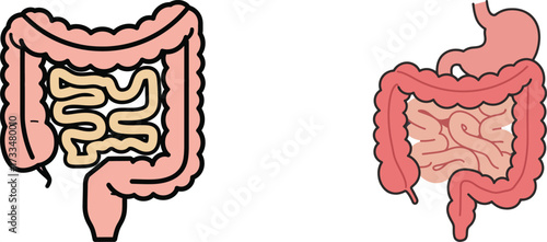 Human Digestive System A Detailed Look at the Large and Small Intestines