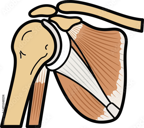 Shoulder Anatomy Diagram A Detailed Look at the Joint and Muscles