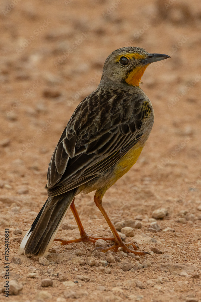 Obraz premium This Cape Longclaw (Oranjekeelkalkoentjie) (Macronyx capensis) boasts a beautiful orange throat and yellow body colourings), in the Addo National Park, Gqeberha, South Africa 