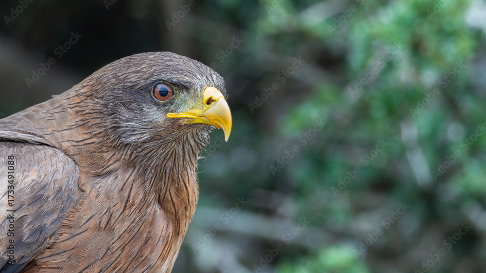 Obraz premium Yellow-billed Kite (Geelbekwou) (Milvus parasitus) in the Addo National Park, Gqeberha, South Africa 