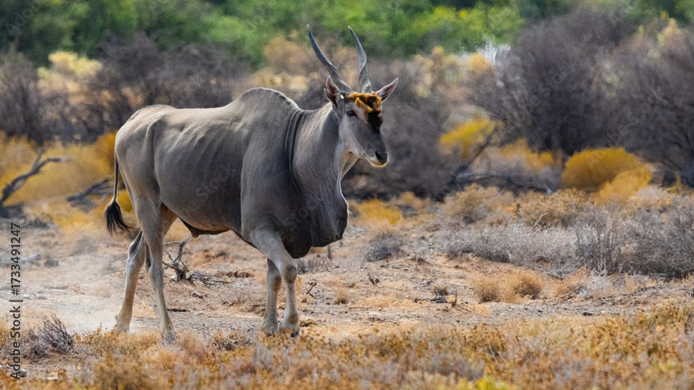 Fototapeta premium A single Common Eland (Taurotragus oryx) (Southern eland) (Eland antelope) in the Tankwa Karoo National Park, Western Cape, South Africa