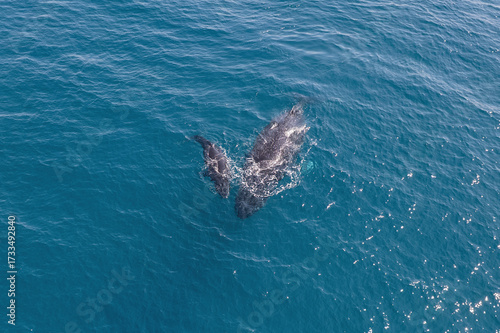 Top down aerial views of a Humpback Whale with calf feeding in shallow waters